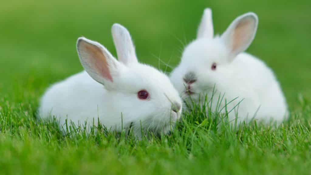 kosgeb-tavşan-yetiştiriciliği
