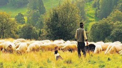 Sertifikalı Çoban Olmanın Şartları ve Destekleri
