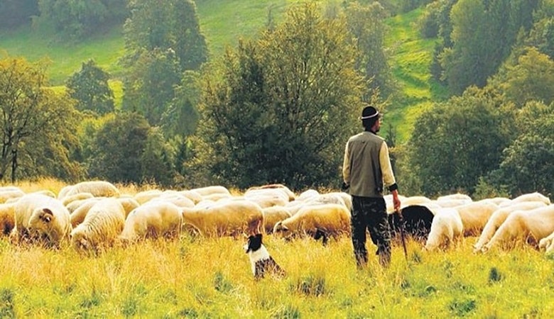 Sertifikalı Çoban Olmanın Şartları ve Destekleri