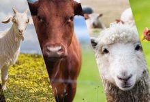 KOSGEB Hayvancılık ve Tarım Çiftçi Desteği Alma