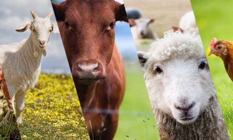 KOSGEB Hayvancılık ve Tarım Çiftçi Desteği Alma