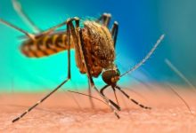 Batı Nil Virüsü Enfeksiyonu Nedir?