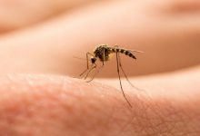 Sivri Sineklerden Korunmak İçin Doğal Yöntemler