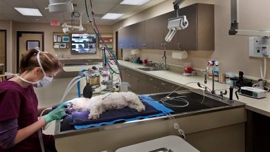 Veteriner Kliniği Açma Maliyeti, İşlemleri ve Kazancı Nedir